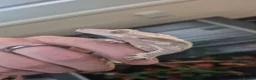 Mixed Breed reptiles for sale: Various reptiles  in Loughborough - Advert 6