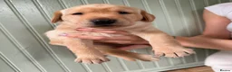 Labrador Retriever dogs for sale: 4 gorgeous working labradors for sale  in Saltash - Advert 1