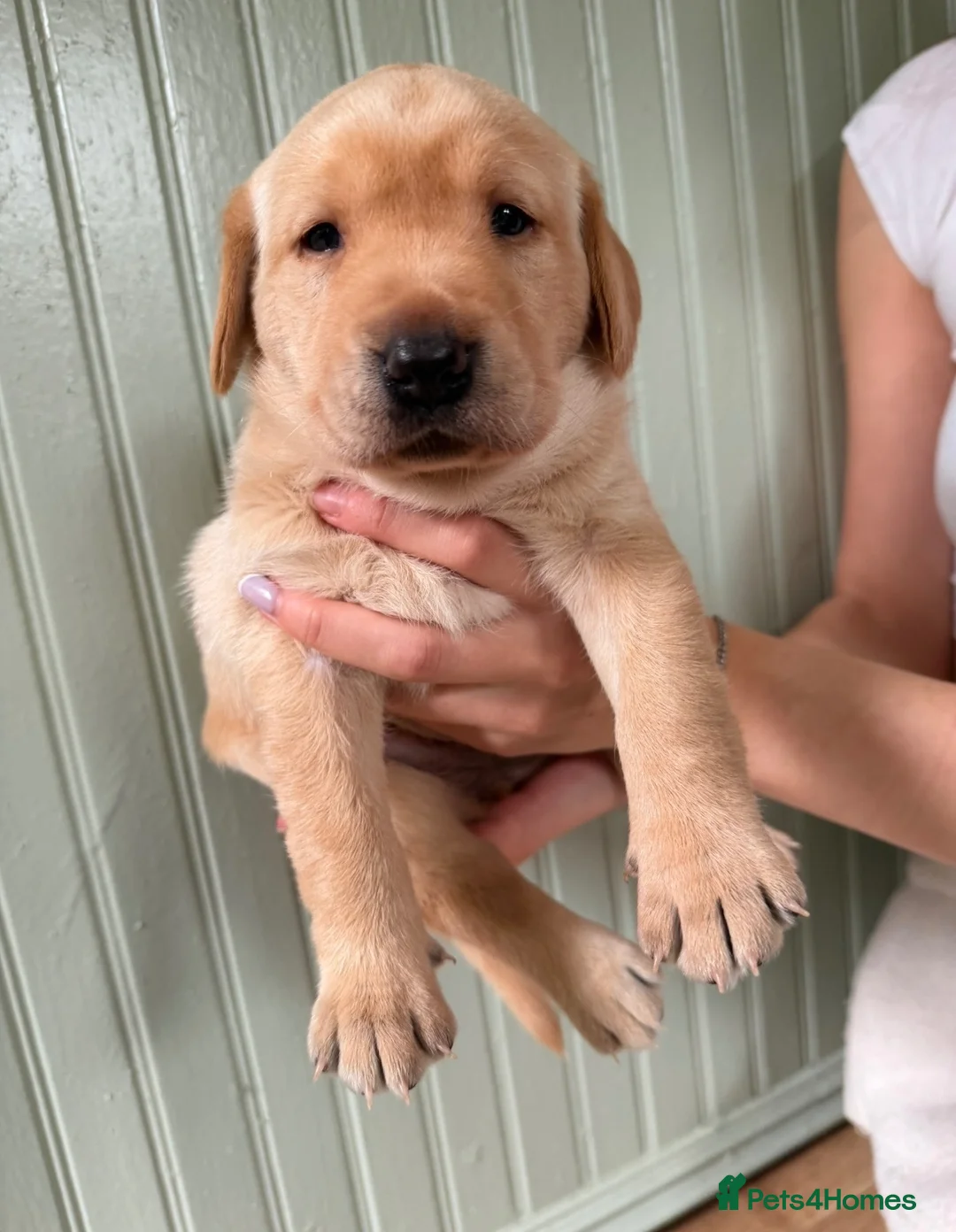 Labrador Retriever dogs for sale: 4 gorgeous working labradors for sale  in Saltash - Advert 1