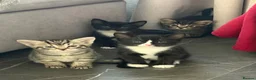 British Shorthair cats for sale: Kittens looking for a forever home  in Tonbridge - Advert 2