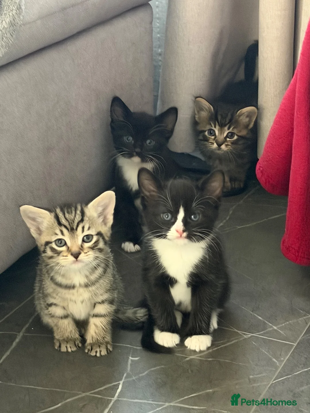British Shorthair cats for sale: Kittens looking for a forever home  in Tonbridge - Advert 2