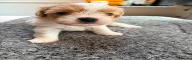 Mixed Breed 2