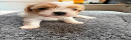 Mixed Breed dogs for sale: Cookie - Advert 21