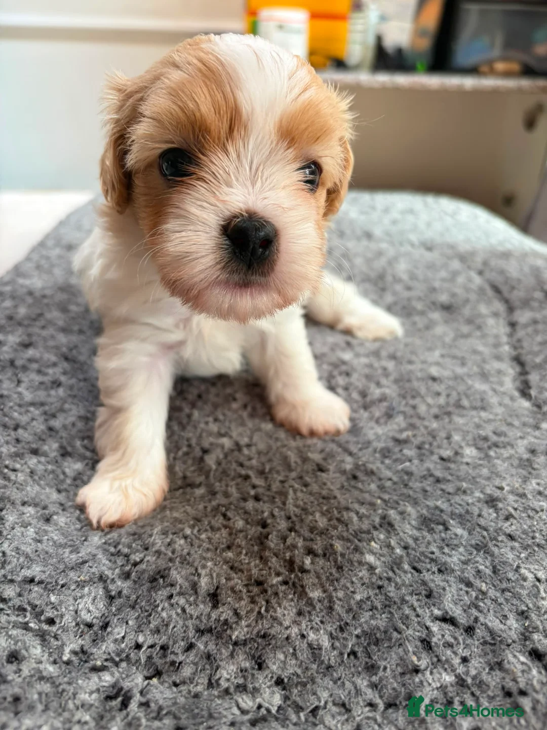 Mixed Breed dogs for sale: Cookie - Advert 21
