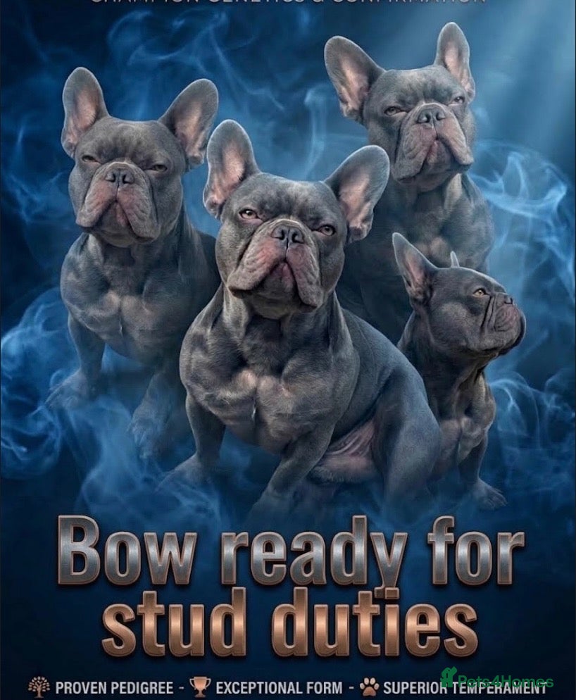 French Bulldog dogs 👑BOW👑    Please read 👀👀 - Advert 22