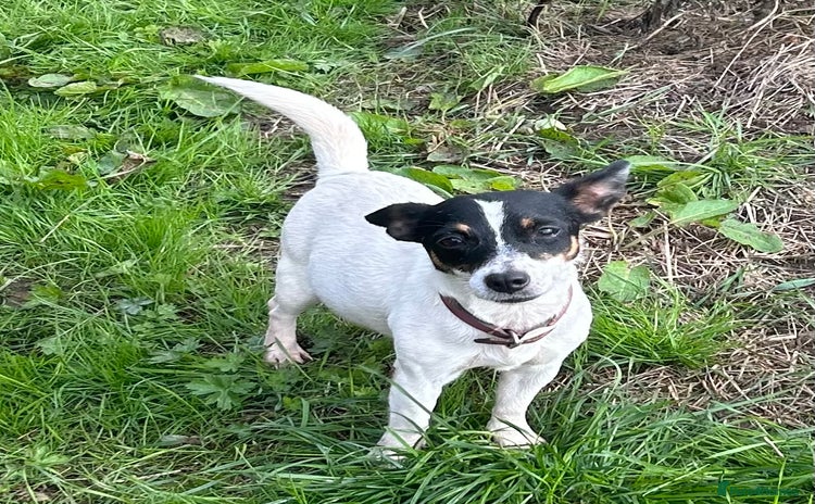 Jack Russell dogs - Advert 3