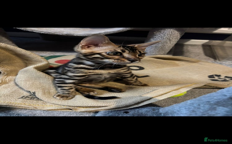 Bengal cats - Advert 11