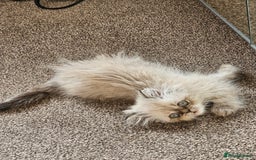 Persian cats for sale: Persian girl kitten  - Image 3