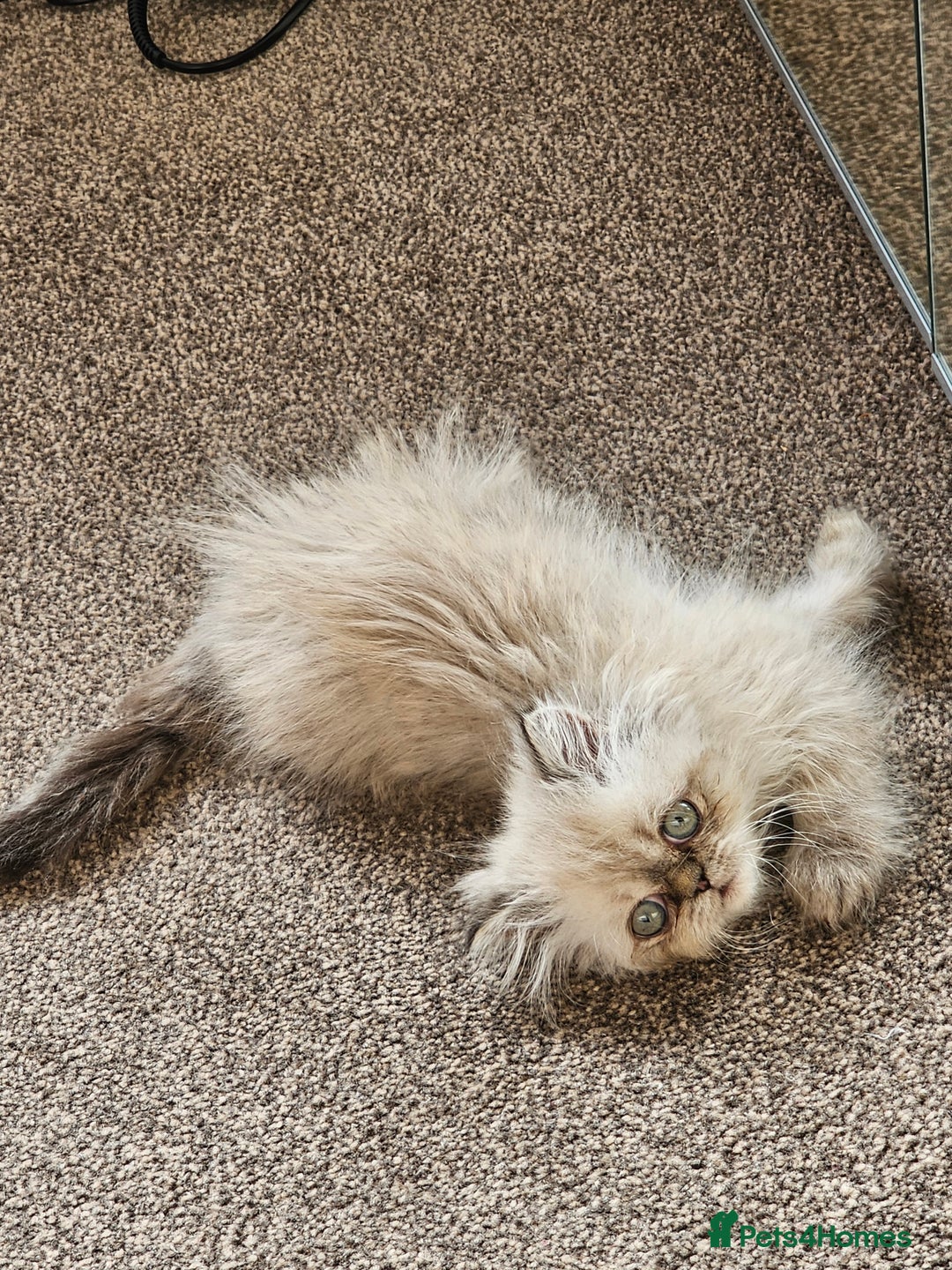 Persian cats for sale: Persian girl kitten  - Image 3