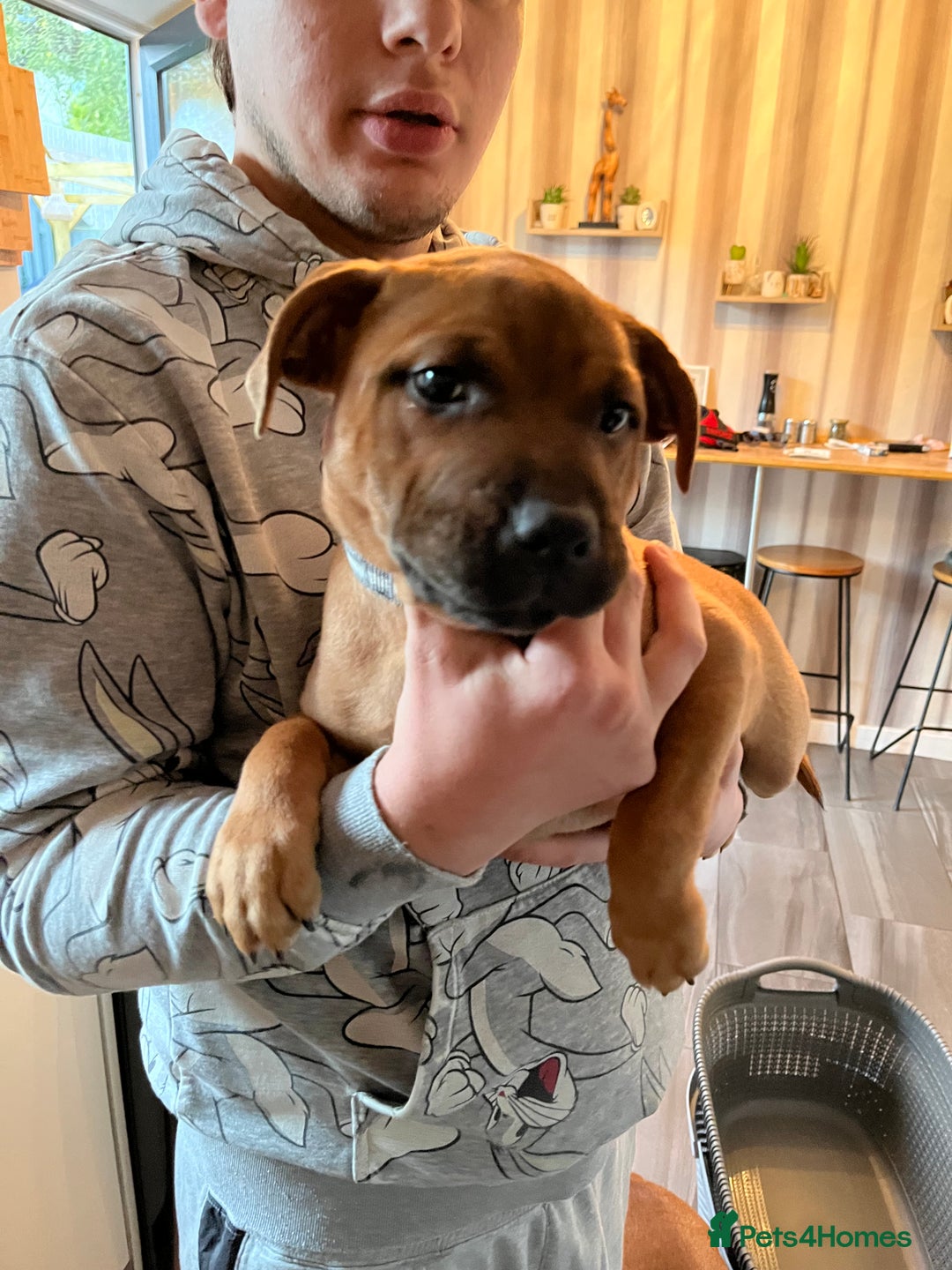 Staffordshire Bull Terrier dogs for sale: Staffordshire bull terrier (blu) - Image 4