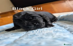 Cocker Spaniel dogs for sale: KC Show Cocker Spaniel pups  - Image 8