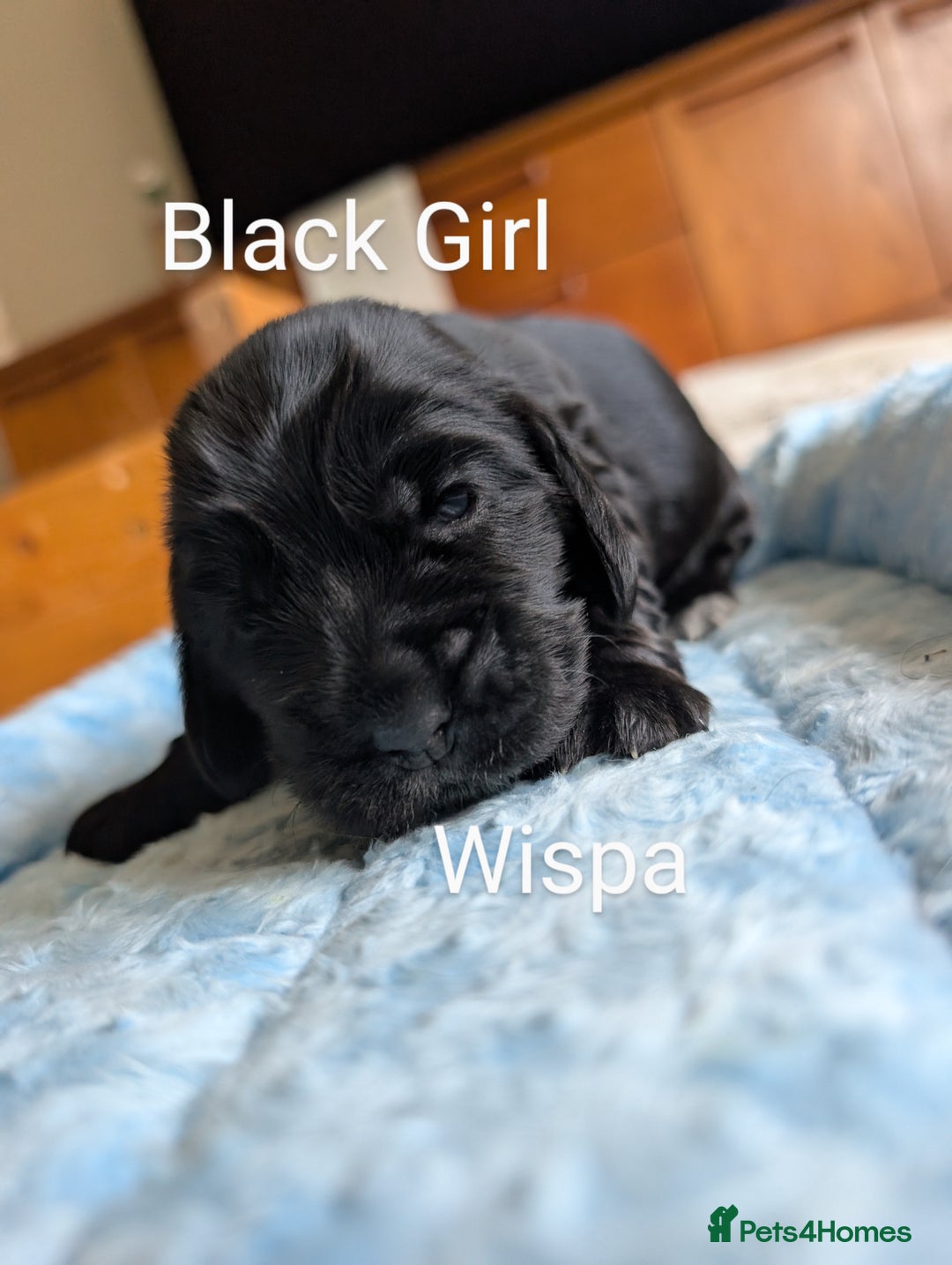 Cocker Spaniel dogs for sale: KC Show Cocker Spaniel pups  - Image 8