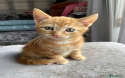 British Shorthair cats for sale: Gorgeous Kittens For Sale, Very Loving & Playful - Image 6