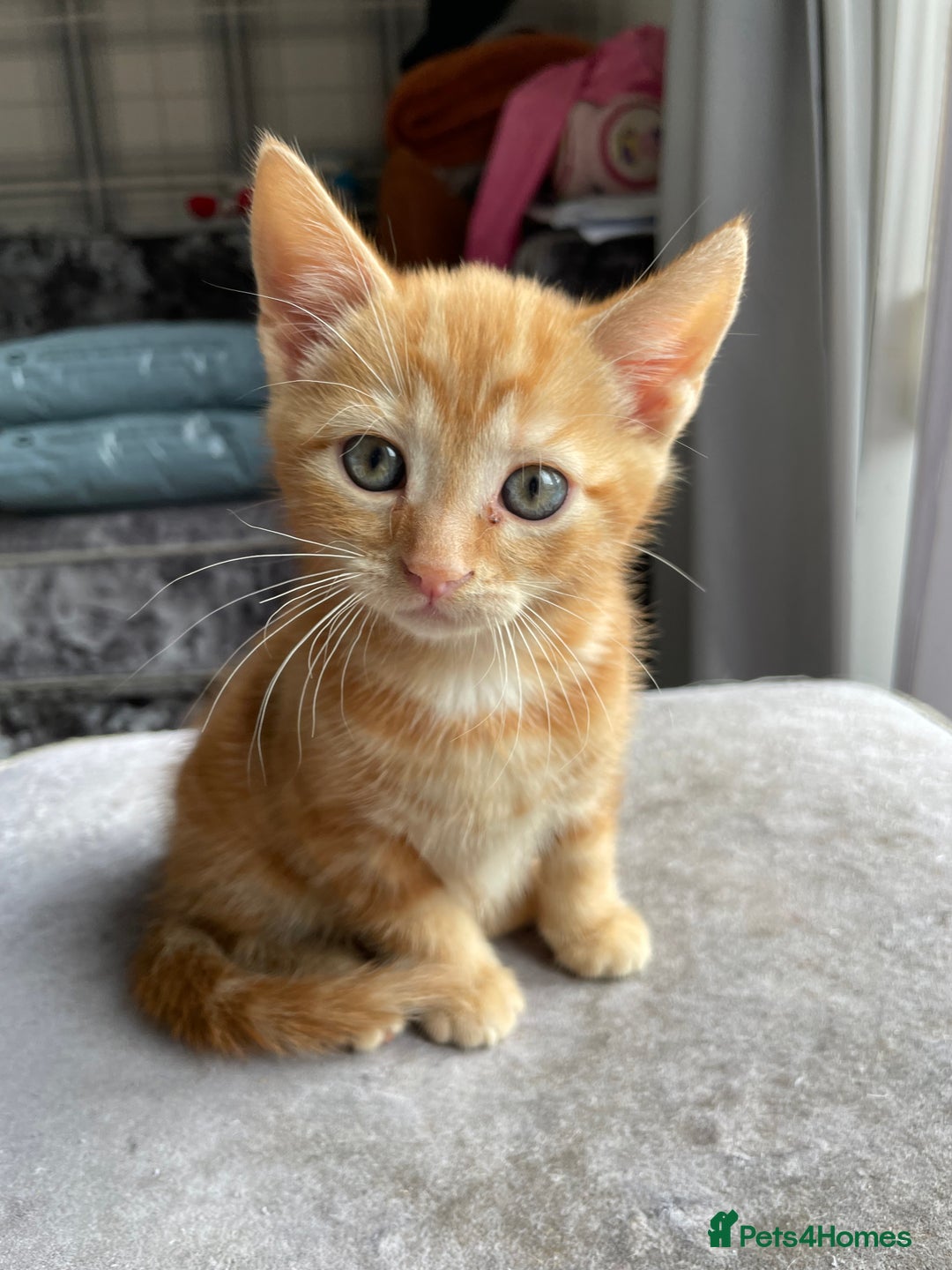 British Shorthair cats for sale: Gorgeous Kittens For Sale, Very Loving & Playful - Image 6