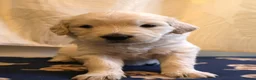 Golden Retriever dogs for sale: Beautiful Golden Retriever Puppies - Advert 16