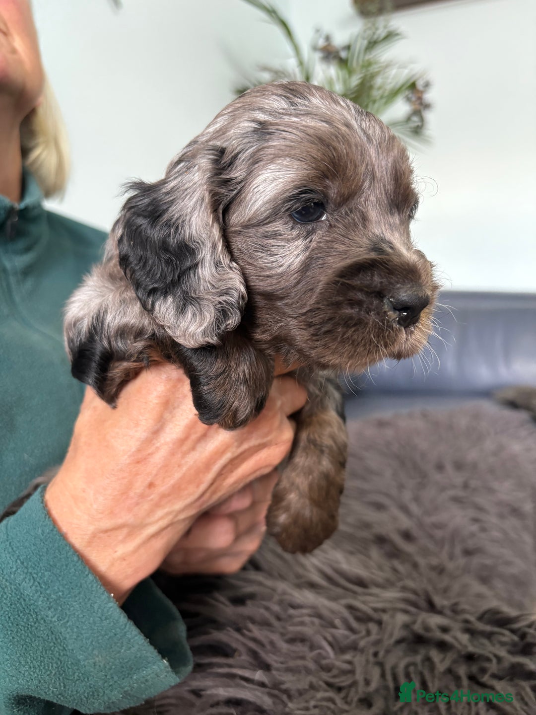 Cockapoo dogs for sale: Unique Rare Merle F1B Cockapoo Puppies - Image 4