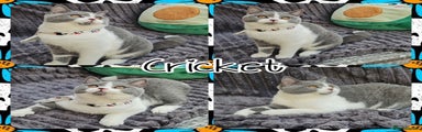 British Shorthair Kitten 2