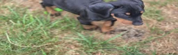 Dobermann dogs for sale: ⭐️⭐️⭐️⭐️⭐️ KC Reg Euro Dobermann male available.  - Advert 5