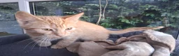 Mixed Breed cats for sale: Rare female Ginger Tabbies 😻 - Advert 29