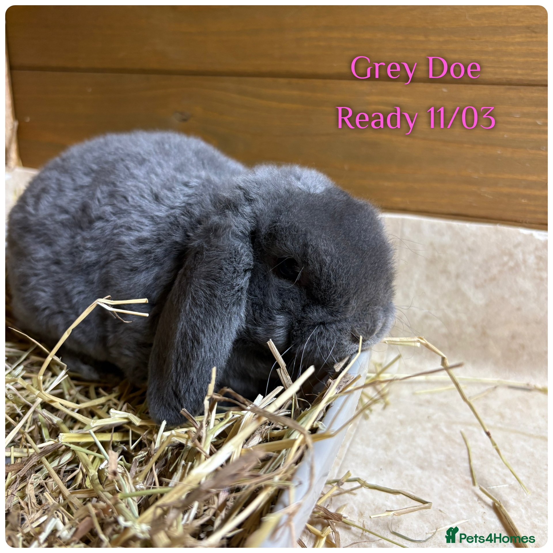 Mini Lop rabbits Baby Mini Lops - Advert 19