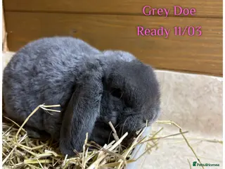 Mini Lop rabbits Baby Mini Lops - Advert 19
