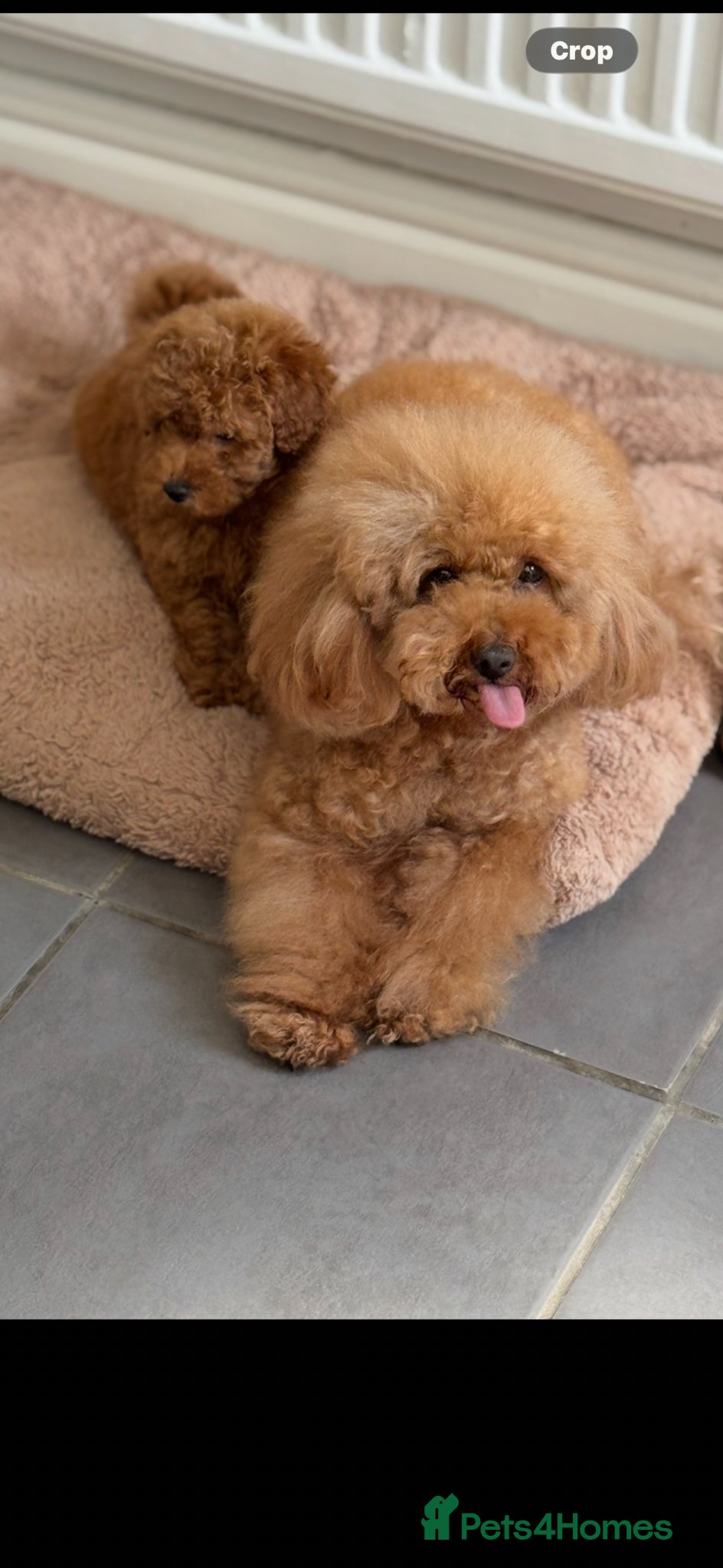Toy Poodle dogs 5 star Toy Poodle Puppies KC Registered 4 Girls  - Advert 16