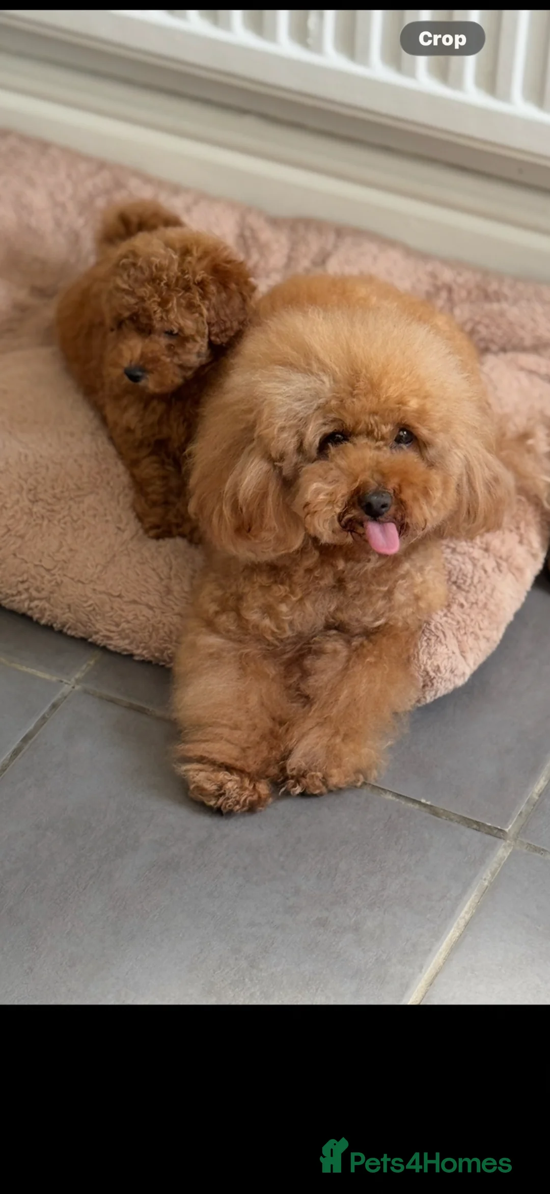 Toy Poodle dogs for sale: 5 star Toy Poodle Puppies KC Registered 4 Girls  - Advert 1