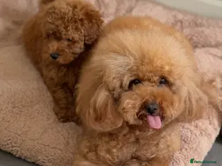 Toy Poodle dogs 5 star Toy Poodle Puppies KC Registered 4 Girls - Advert 1