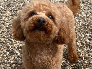 Toy Poodle dogs in Romford - Advert 4