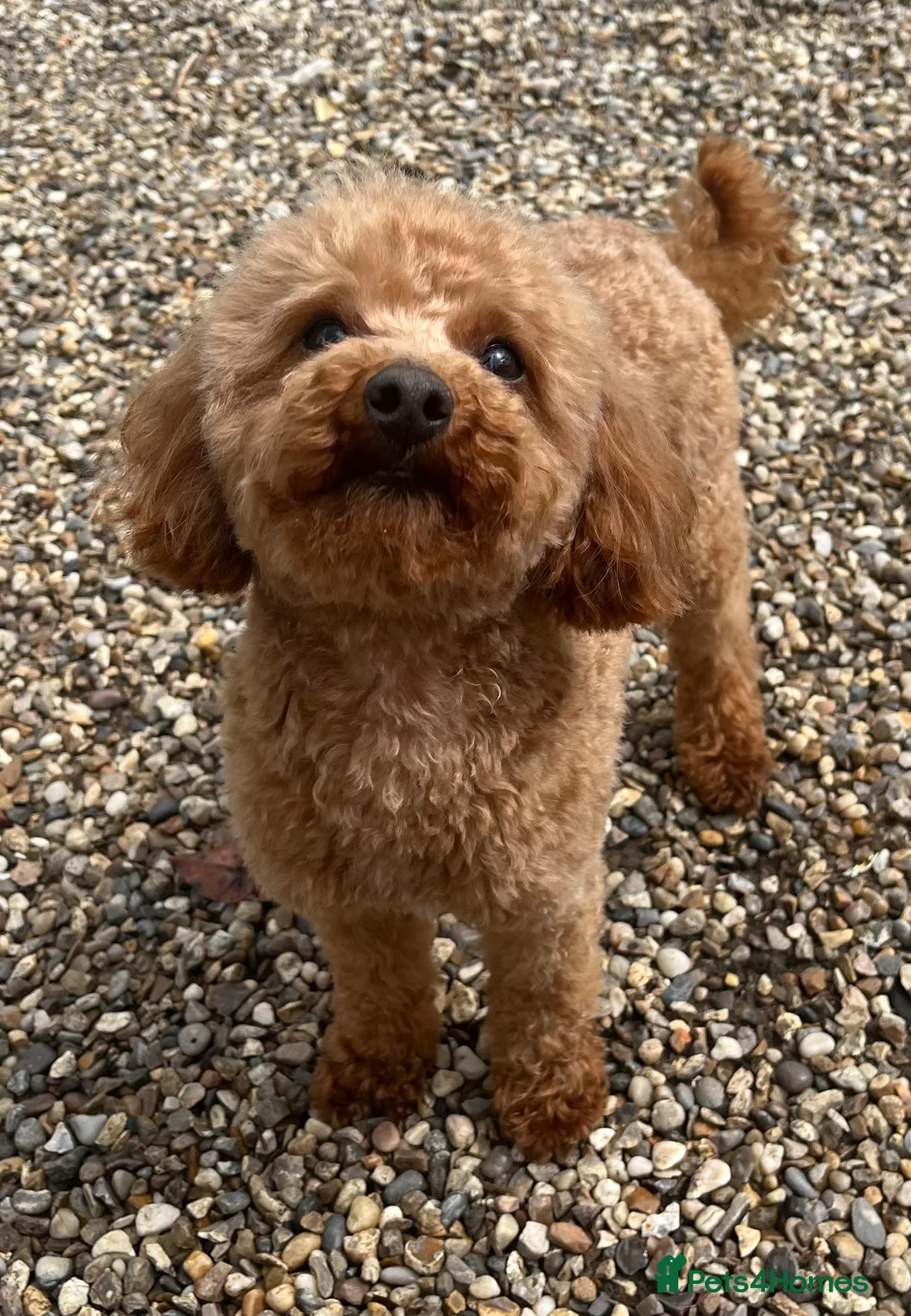 Toy Poodle dogs for stud: 🌹 RED TOY POODLE 9 INCH 2.8 KG HEALTH TESTED 🌹 in Romford - Advert 1
