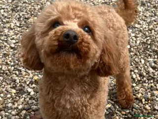 Toy Poodle dogs 🌹 RED TOY POODLE 9 INCH 2.8 KG HEALTH TESTED 🌹 in Romford - Advert 22