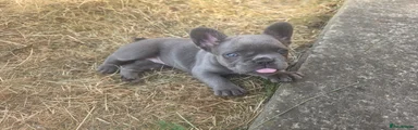 French Bulldog 3 girl silver 🩶
