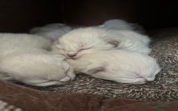 Ragdoll cats for sale: 7 Gorgeous Ragdoll Kittens - Image 4