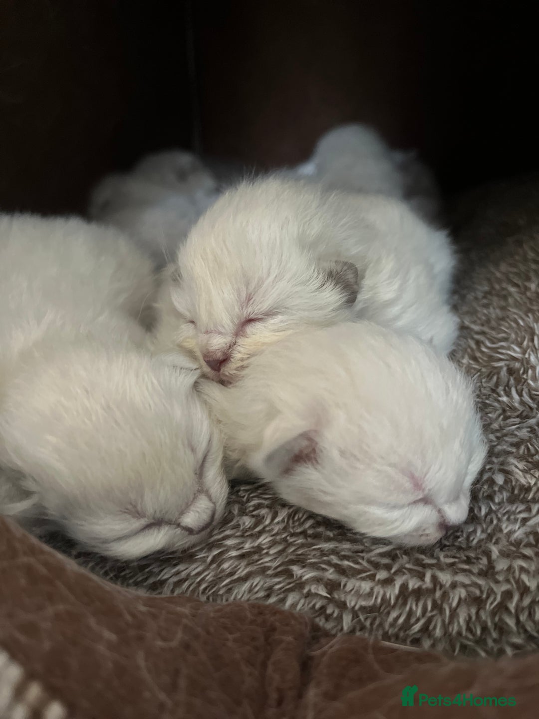 Ragdoll cats for sale: 7 Gorgeous Ragdoll Kittens - Image 4