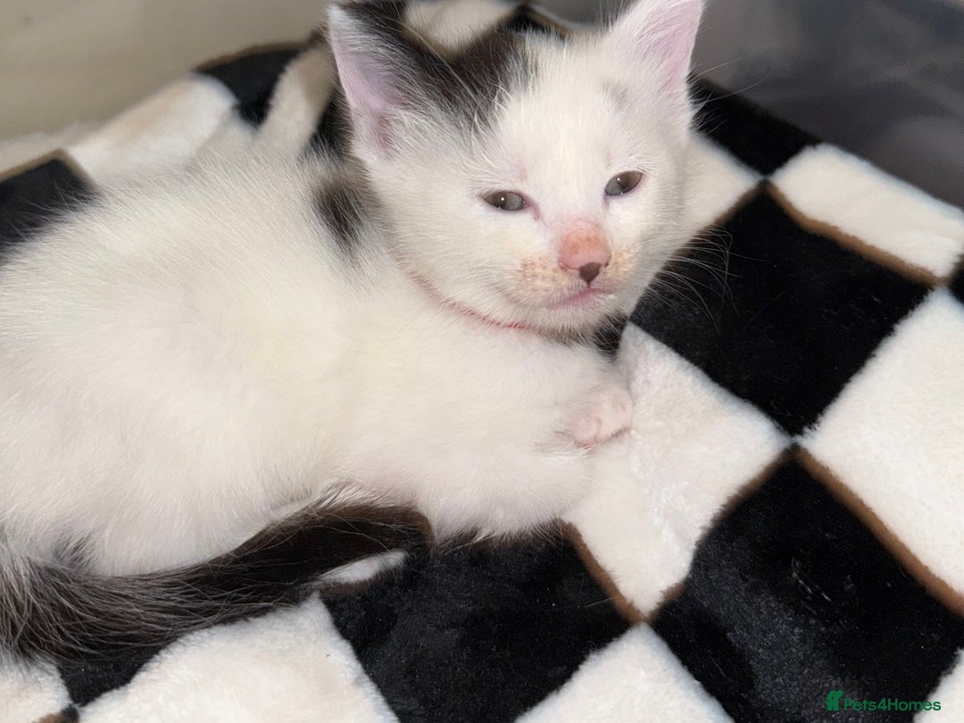 Domestic Shorthair cats for sale: 2x female domestic shorthair kittens - Image 2