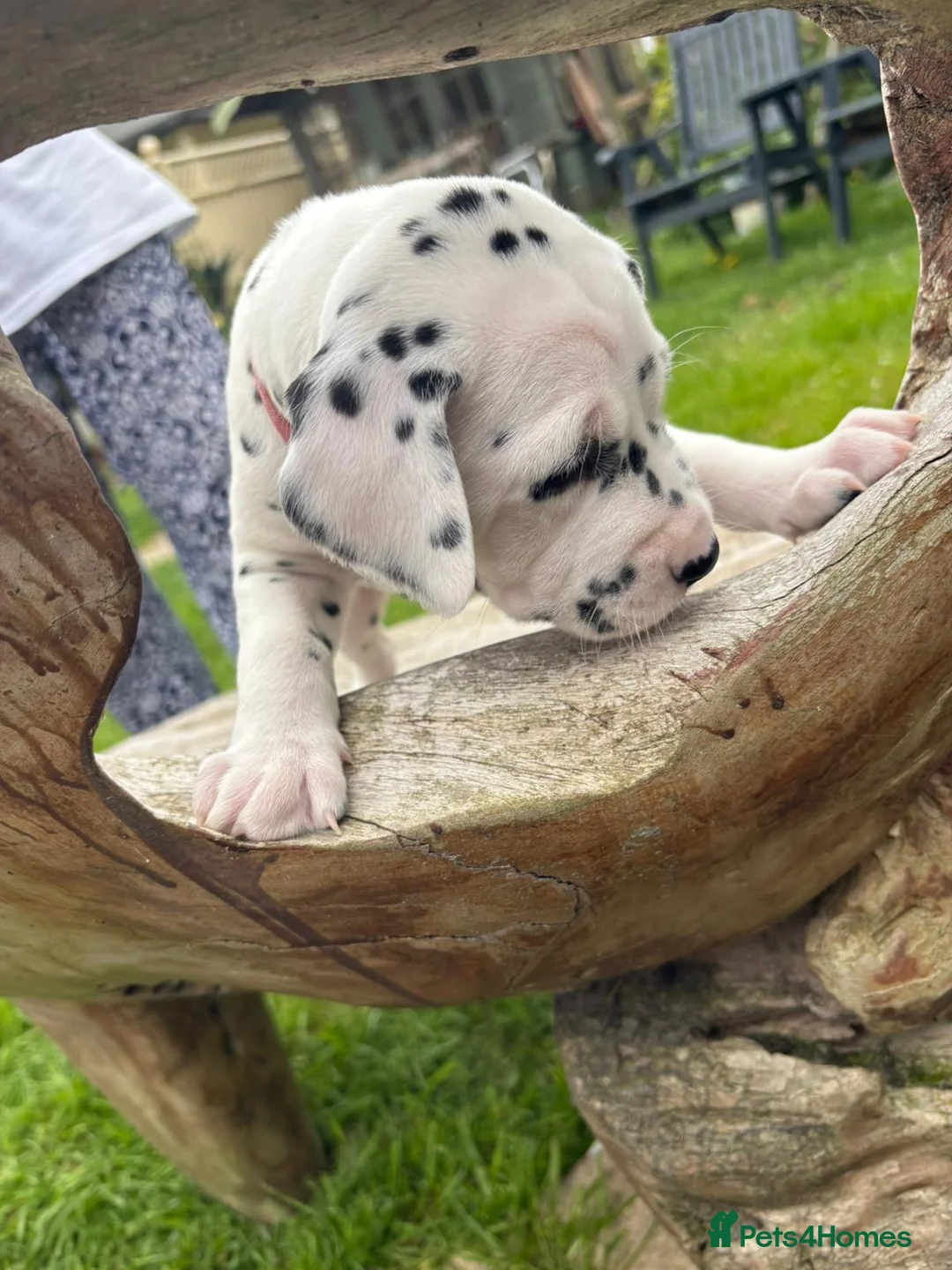 Dalmatian dogs for sale: Dalmatian puppies (5 males and 2 bitches) - Advert 23