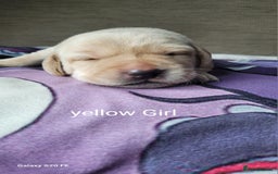 Labrador Retriever dogs for sale: 6 beautiful Labrador (all reserved)  - Advert 28