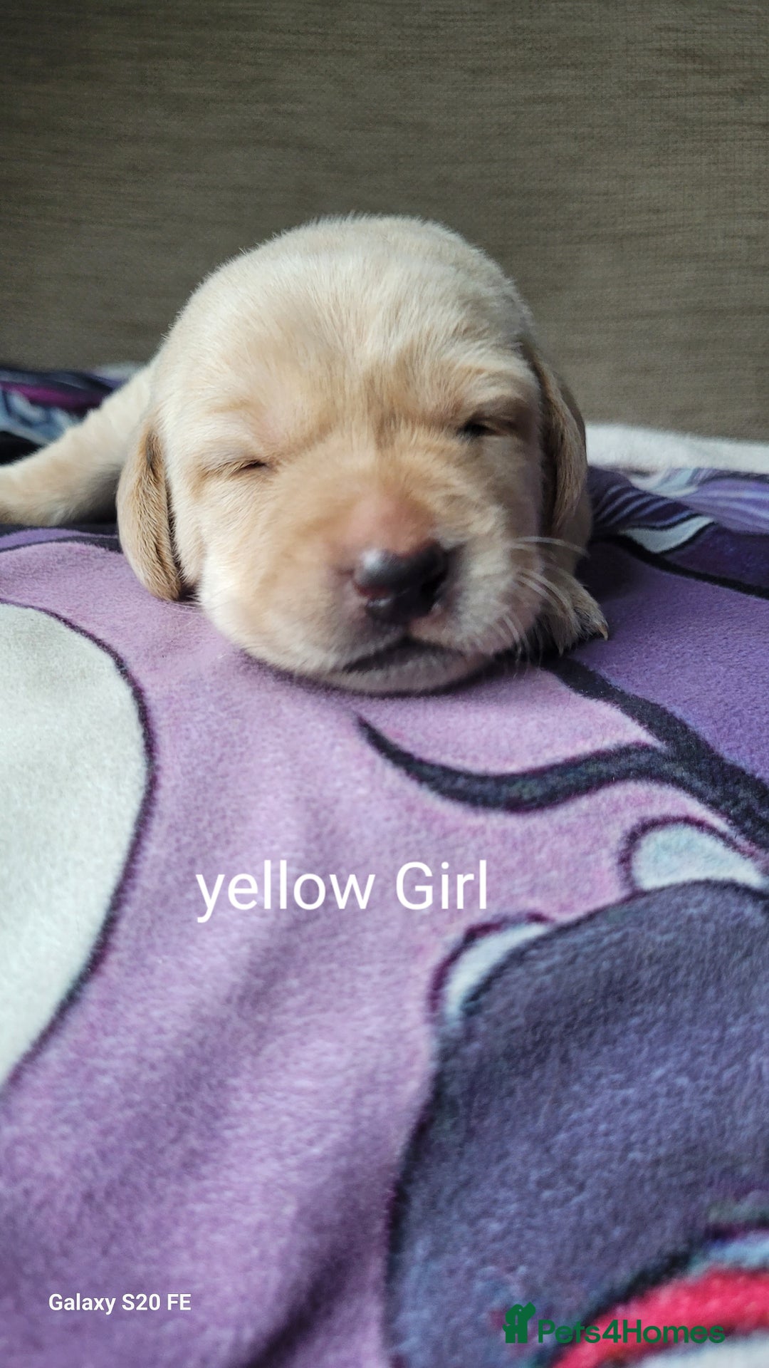Labrador Retriever dogs for sale: 6 beautiful Labrador (all reserved)  - Advert 28