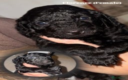 Cockapoo dogs for sale: 6 Stunning Cockapoos ✨ AVAILABLE NOW ✨ in Stalybridge - Image 3