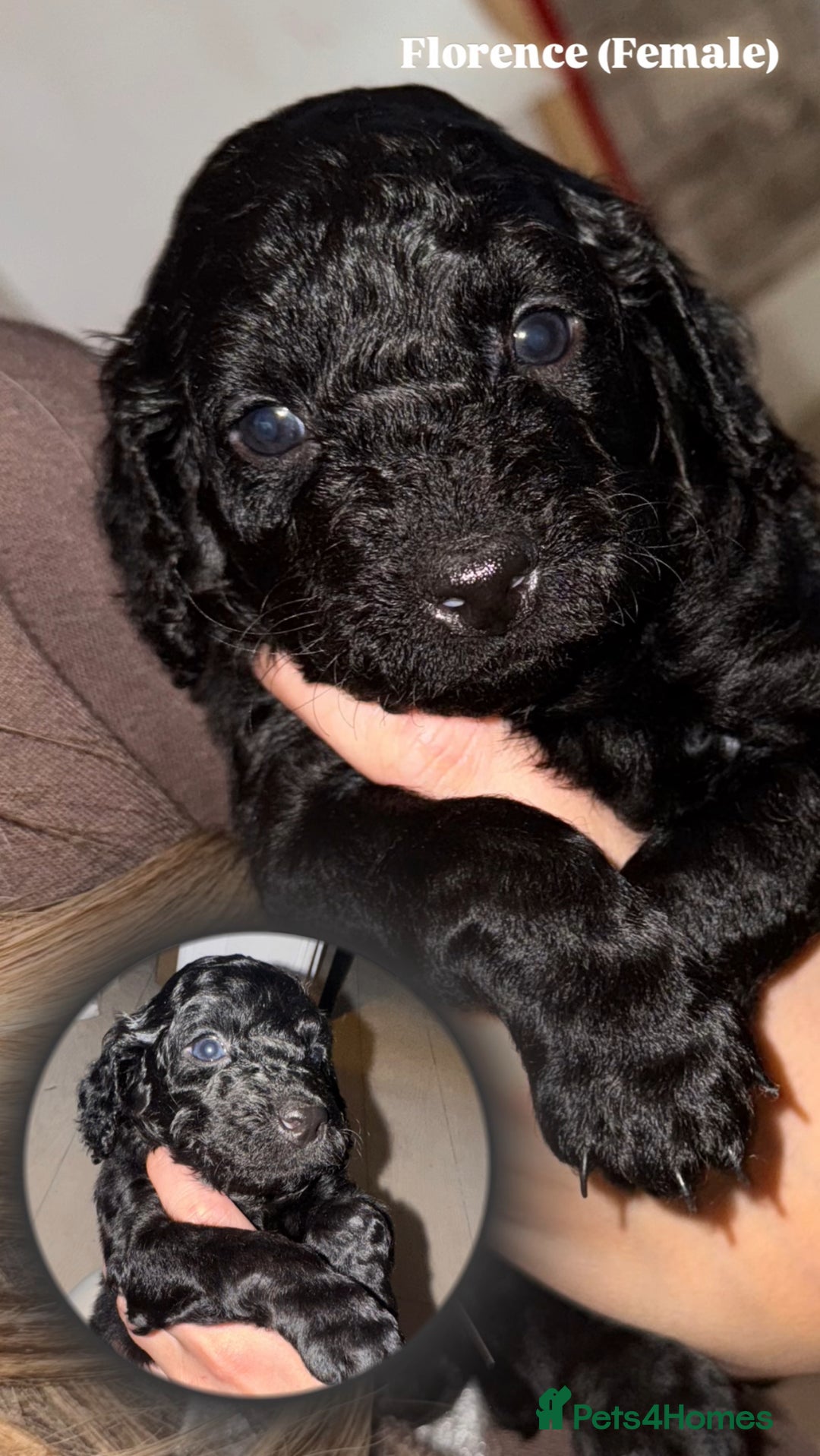 Cockapoo dogs for sale: 6 Stunning Cockapoos ✨ AVAILABLE NOW ✨ in Stalybridge - Image 3