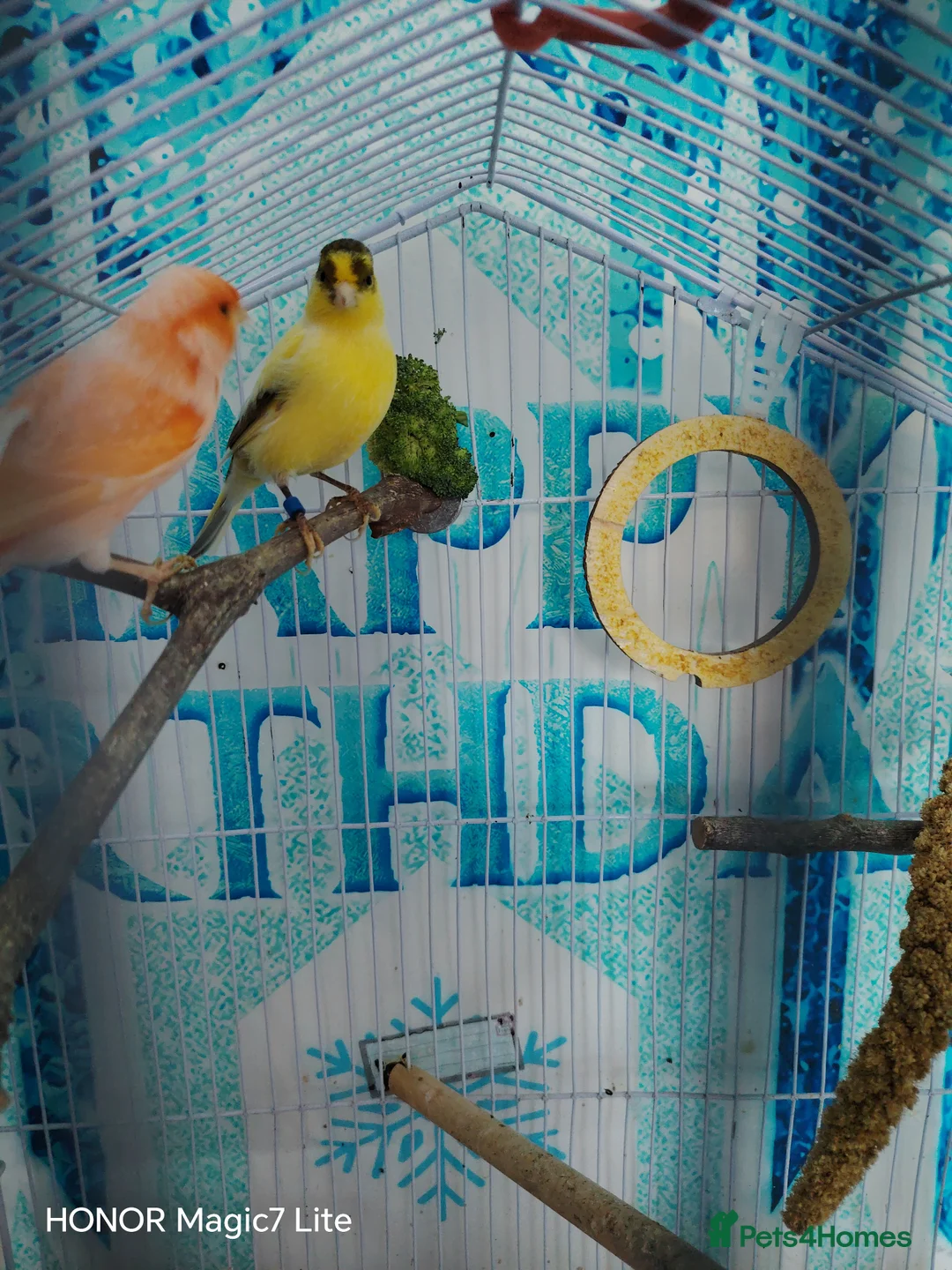 Canaries birds for sale: Canaries  - Advert 7