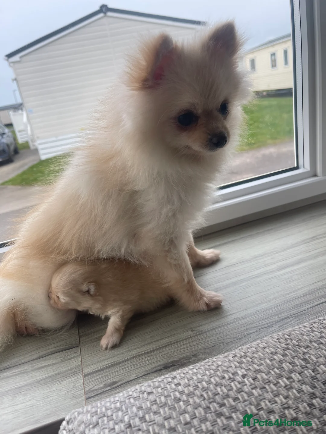 Pomeranian dogs for sale: Teddy bear  **  pure canine pomeranian puppy in Swindon - Advert 1