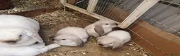Mini Lop rabbits for sale: Friendly vaccinated baby mini lop boys - Advert 14