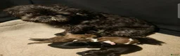 Shih Tzu dogs for sale: Shihtzu puppys  - Advert 1