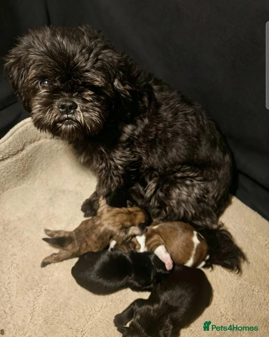 Shih Tzu dogs for sale: Shihtzu puppys  - Advert 1