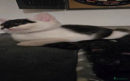 Mixed Breed cats for sale: Gorgeous maine coon X bengal kittens!  - Image 4