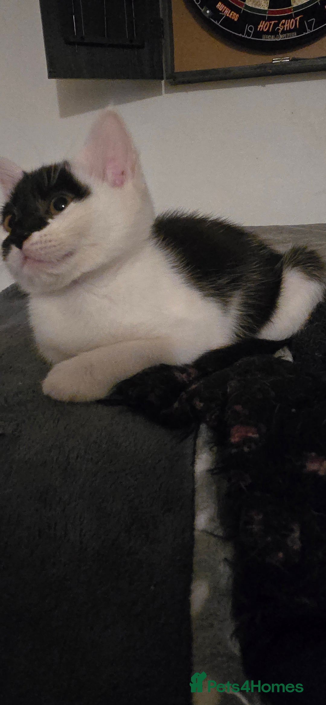 Mixed Breed cats for sale: Gorgeous maine coon X bengal kittens!  - Image 4