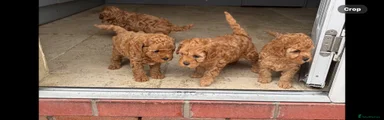 Cavapoo 4