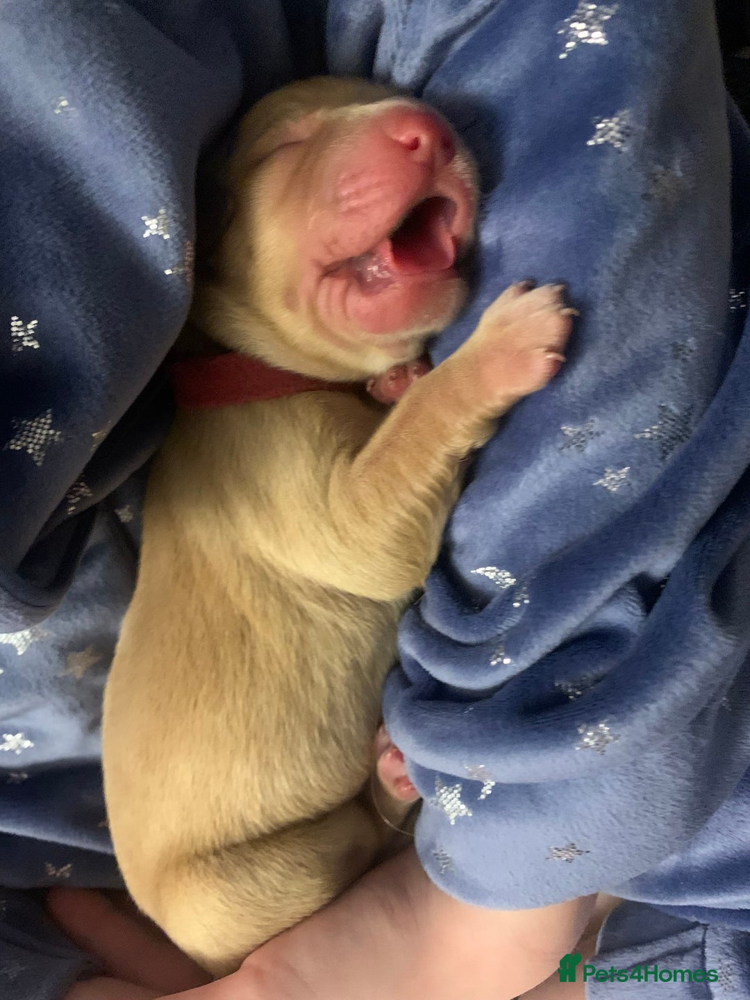 Labrador Retriever dogs for sale: ✨ Stunning 5 Male & 3 Female Fox Red Lab Puppies - Advert 10
