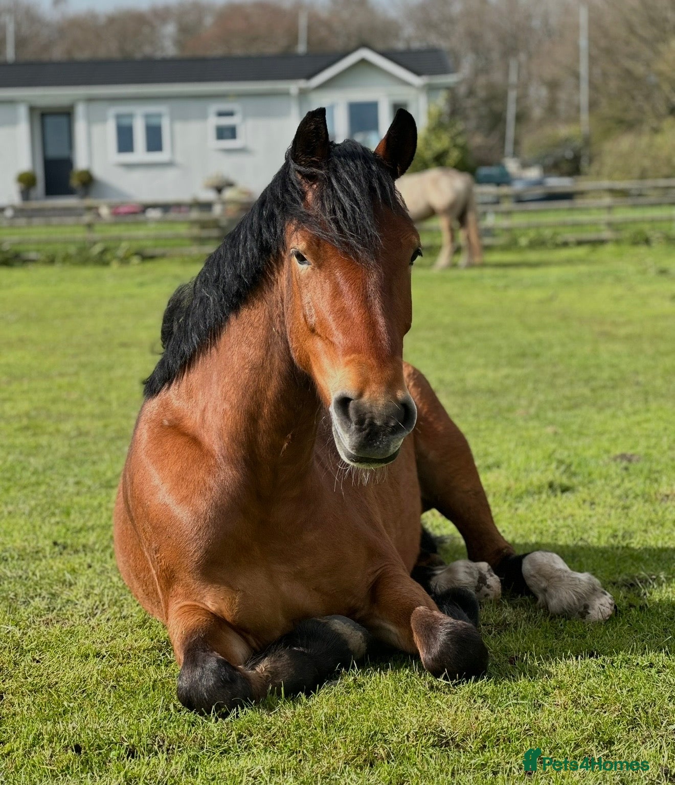Welsh Section D horses Donnie  - Advert 4
